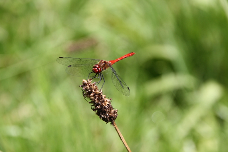 Groe Libelle (Heidelibelle)