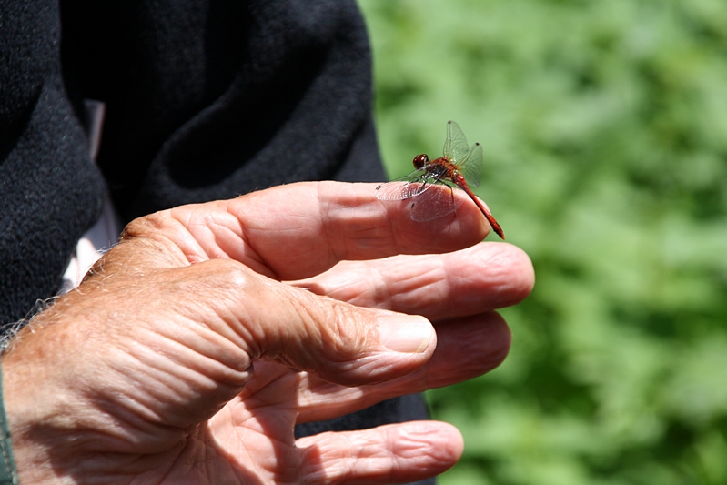 Libelle auf Expertenfinger