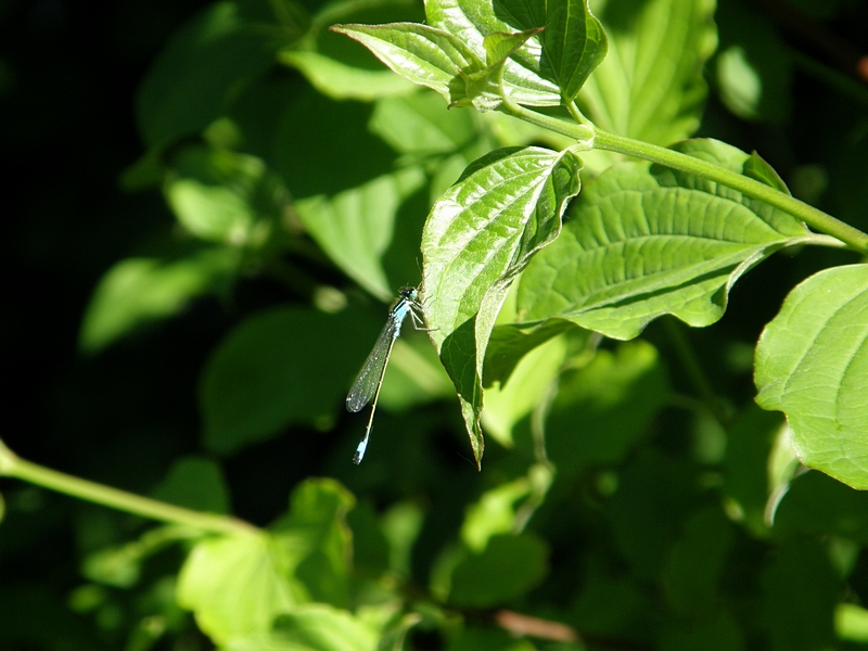 Kleinlibelle auf Blatt