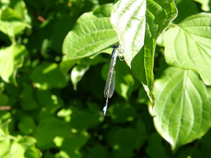 Kleinlibelle im Sonnenlicht