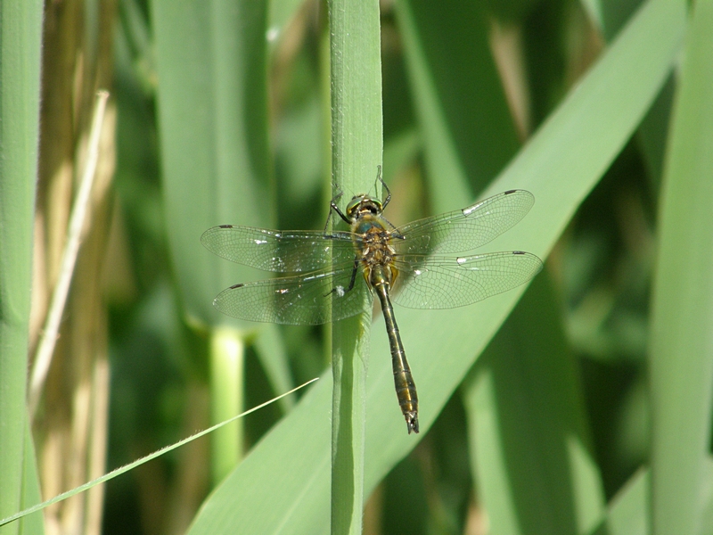 Grolibelle