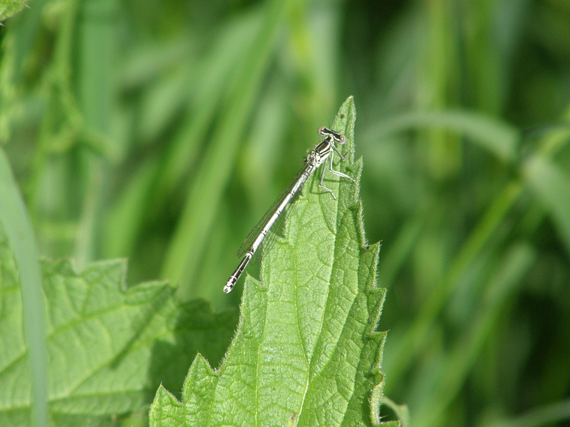 Kleinlibelle