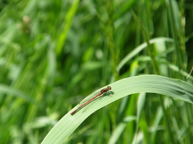 Kleinlibelle