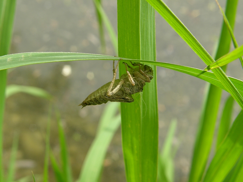 Exuvie der Grosslibelle