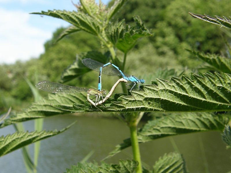 Kleinlibelle bei der Paarung