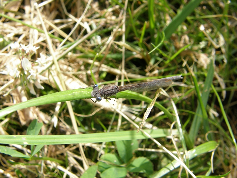 Kleinlibelle (2) im Gras