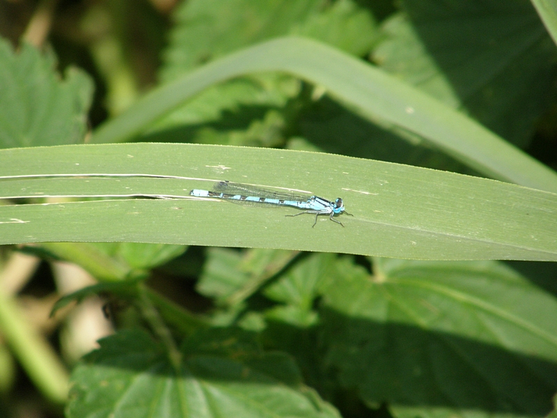 Libelle auf Blatt