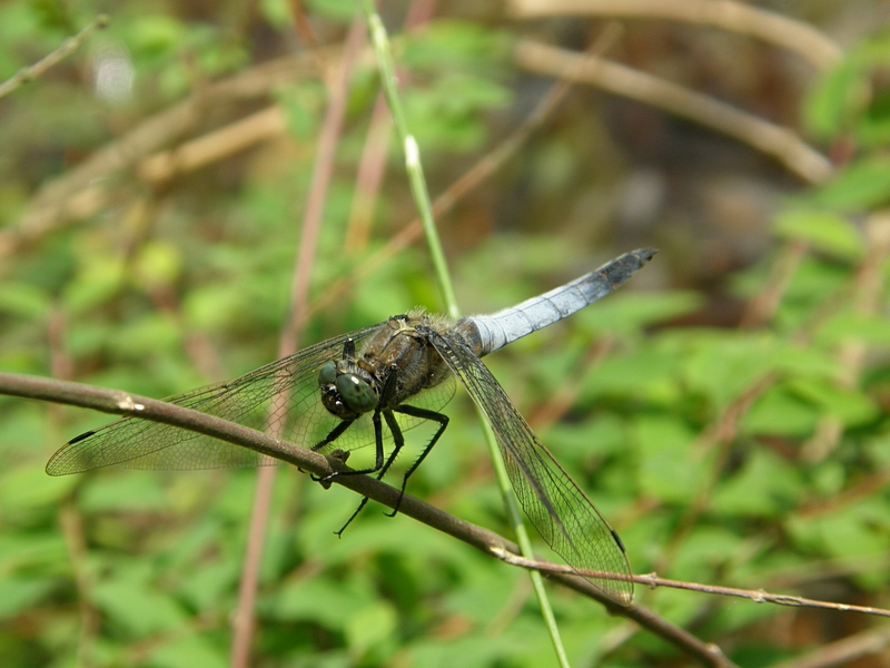 Grosslibelle (Plattbauch) an Ast