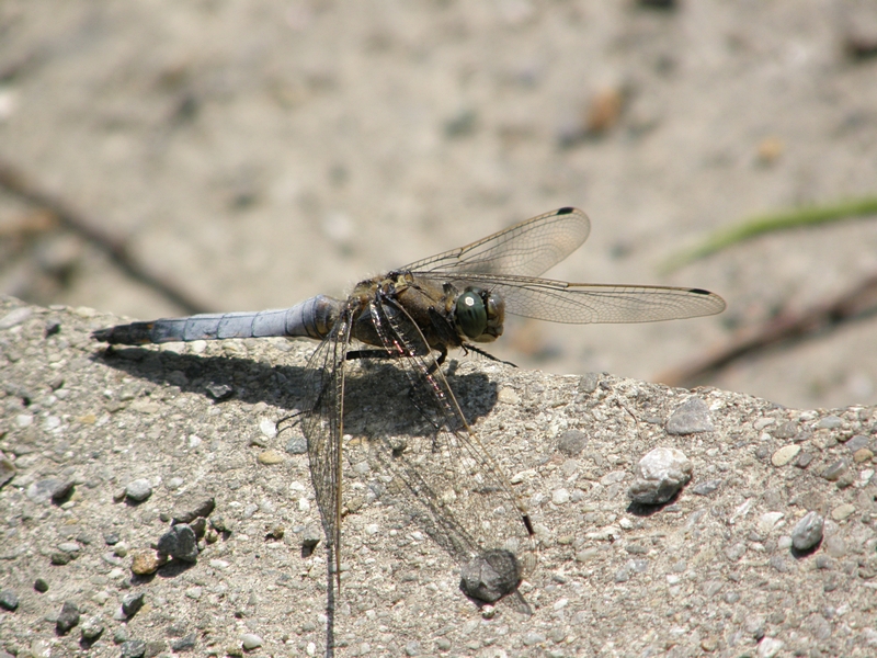 Grosslibelle auf warmem Stein