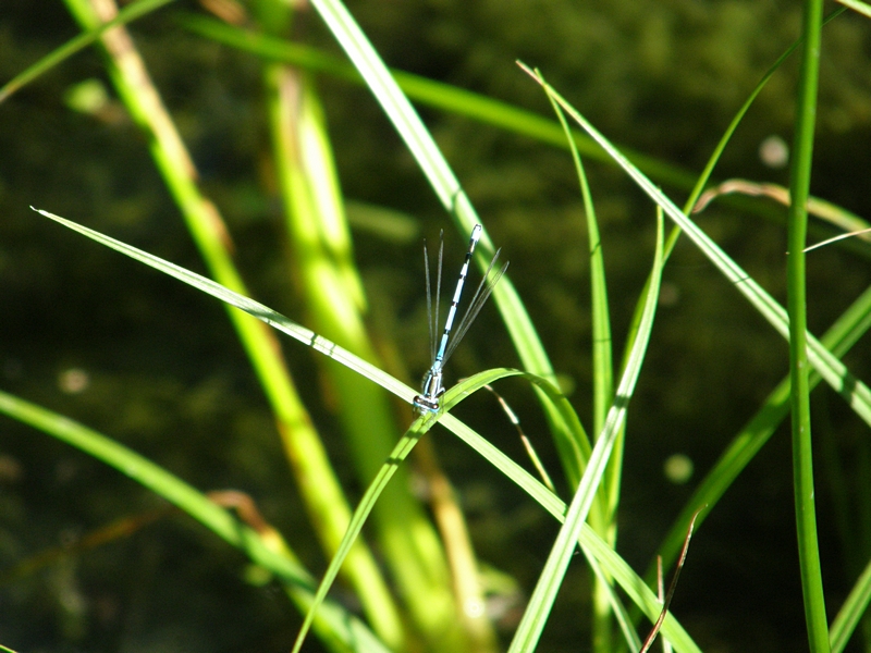 Kleinlibelle