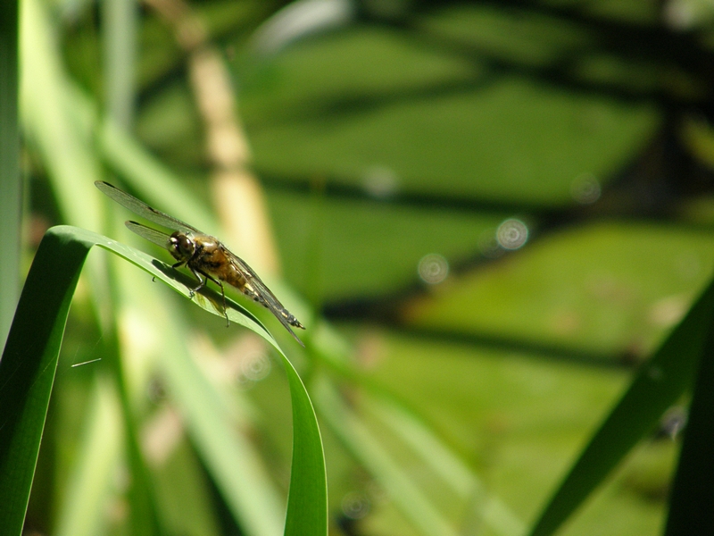 Grolibelle auf dem Ansitz