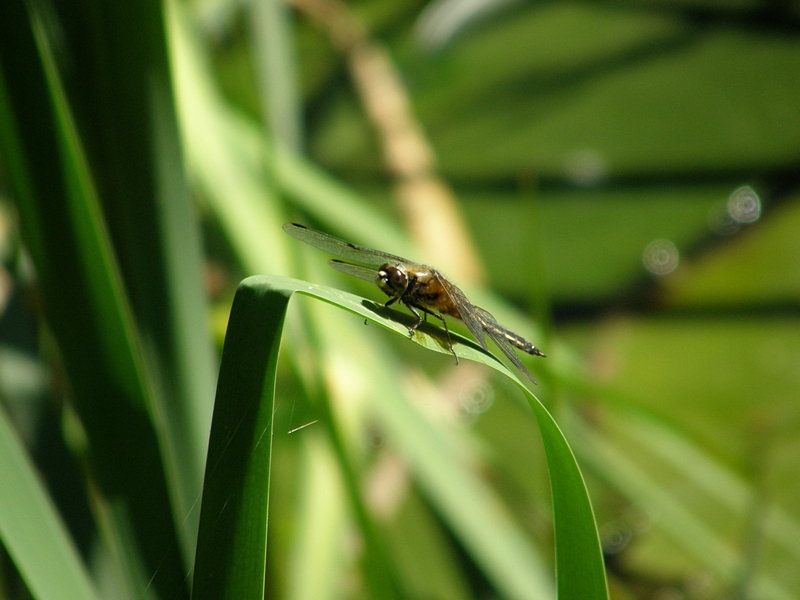 Grolibelle auf dem Ansitz (2)