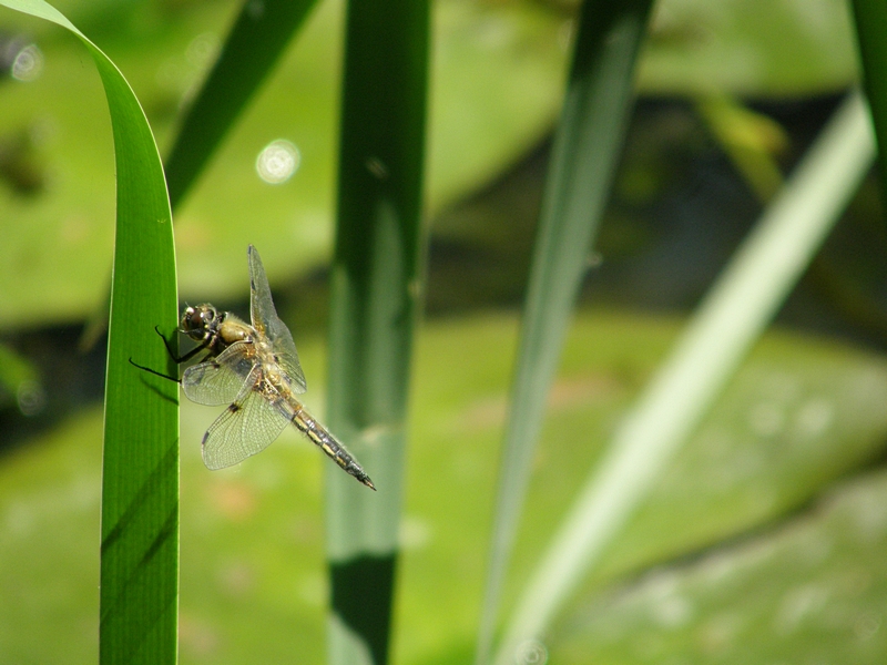 Grolibelle (Blaupfeil-Weibchen) 