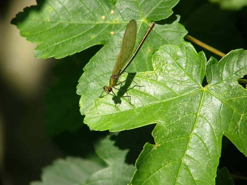 Prachtlibelle (Weibchen)