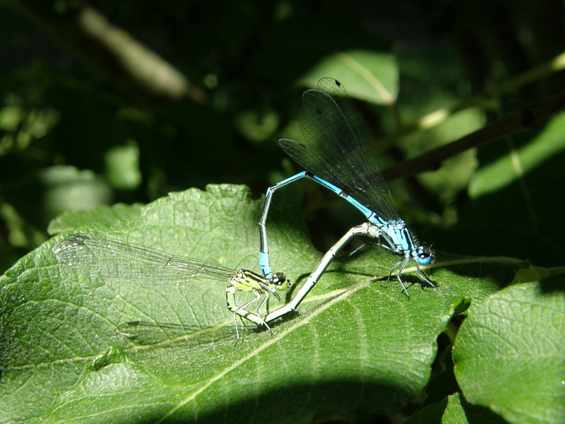 Azurjungfern im Paarungsrad