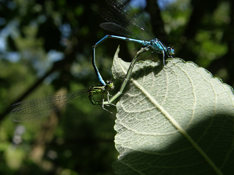 Azurjungfern, Paarung in der Sonne