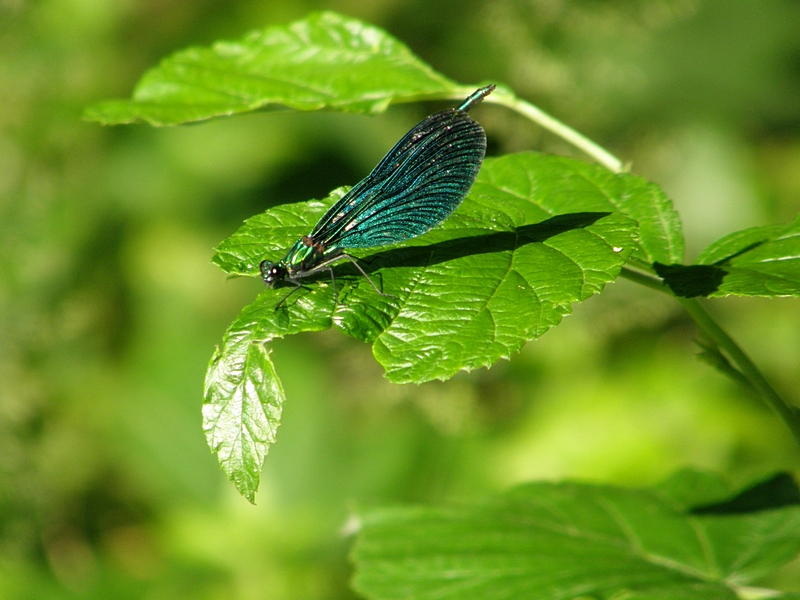 Prachtlibelle am Rsslerweiher (Mnnchen)