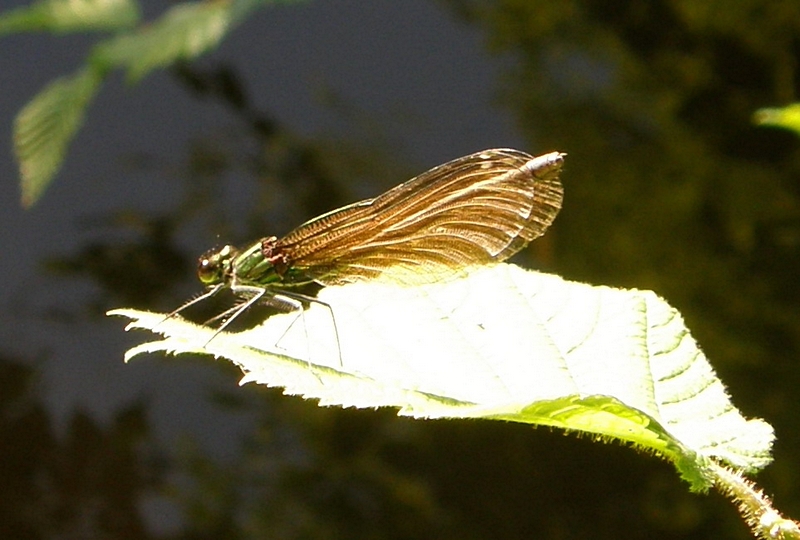 Prachtlibelle am Rssler