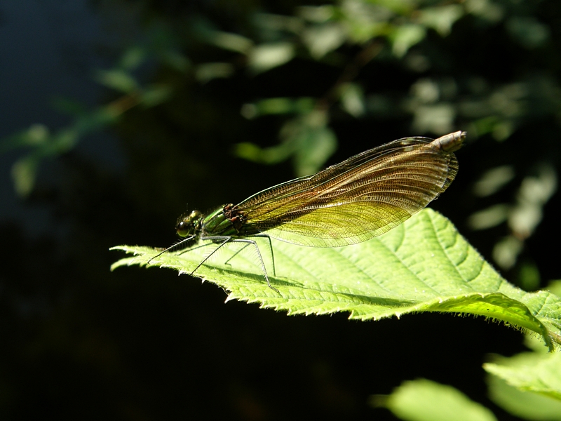 Libelle auf Blatt