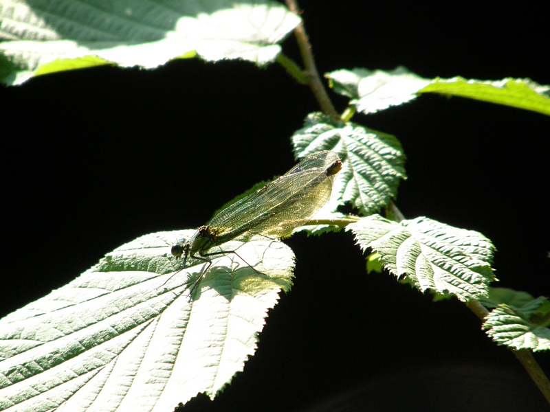 Libelle in der Sonne