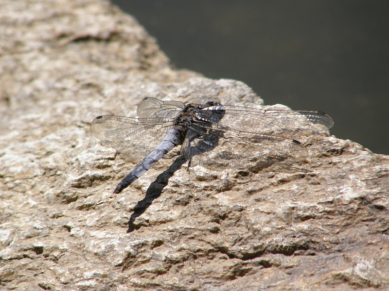 Libelle in der Sonne