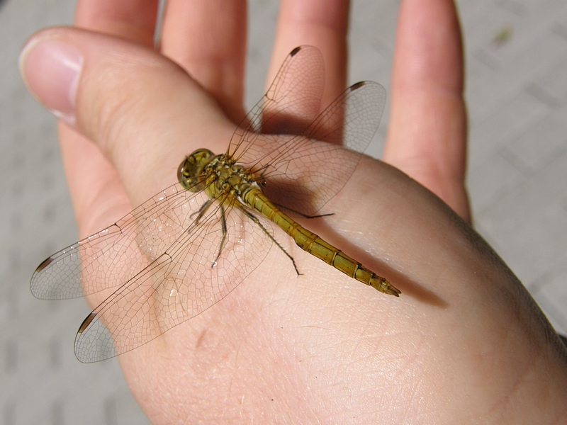 Libelle auf der Hand