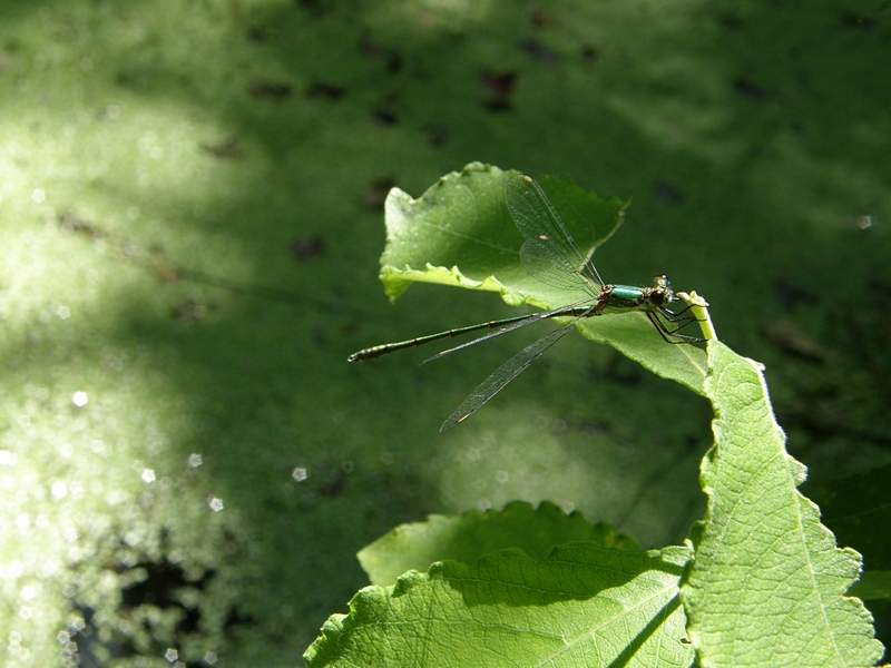 Libelle