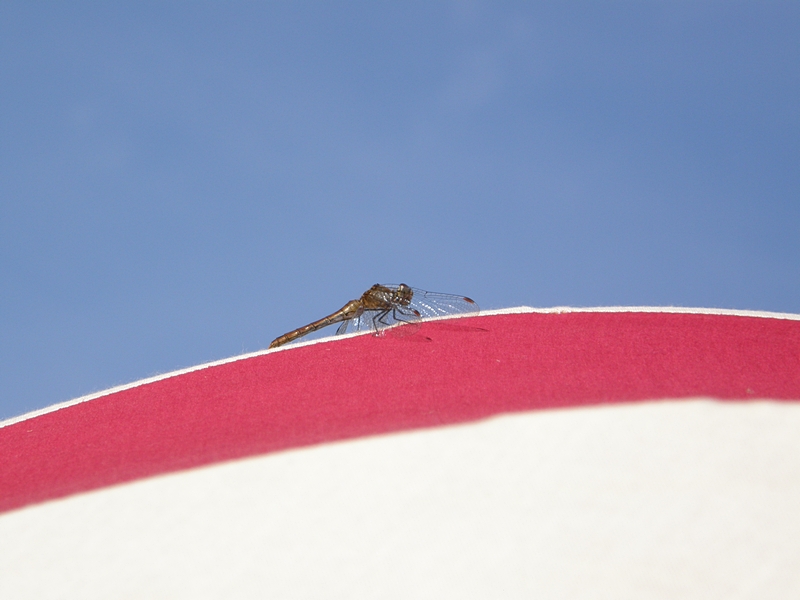 Libelle auf Sonnenschirm