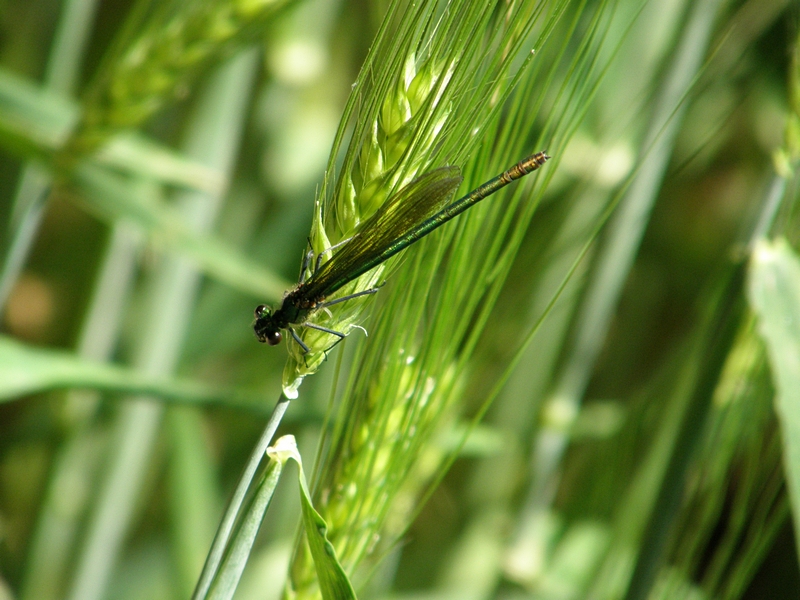 Libelle an Getreidehalm