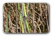 Libelle mit beschdigten Flgeln