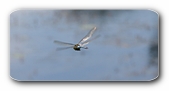 Groß-Libelle im Flug