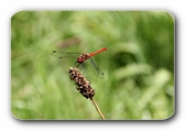 Groe Libelle (Heidelibelle)