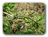 Plattbauch im Gesträuch