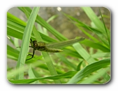 Frisch geschlpfte Grosslibelle