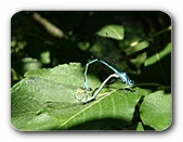 Azurjungfern im Paarungsrad