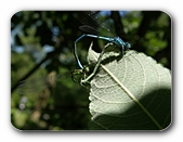 Azurjungfern, Paarung in der Sonne