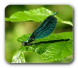 Prachtlibelle (Männchen)