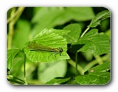 Prachtlibelle am Rösslerweiher