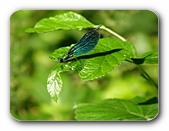 Prachtlibelle am Rösslerweiher (Männchen)