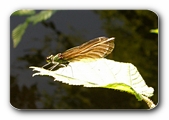 Prachtlibelle am Rössler