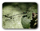 Libelle in der Ludwig-Erlanger-Anlage