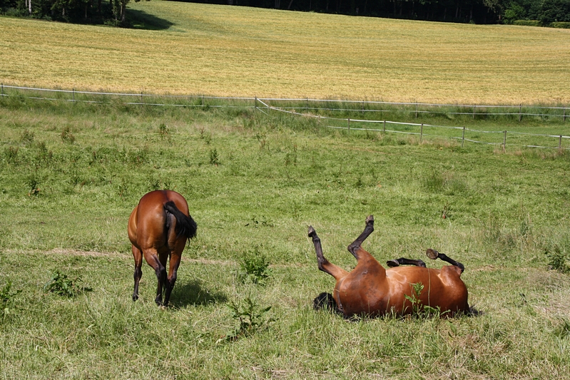 Fliegenschutz