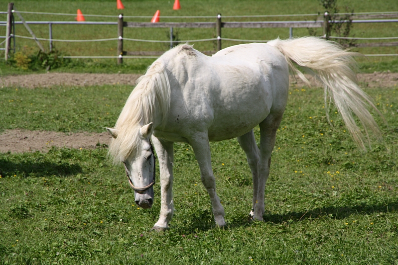 windgepeitschter Schimmel