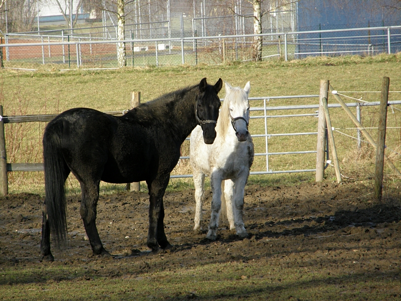 Rappe und Schimmel