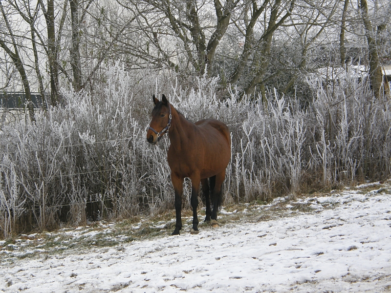 Pferd vor Eishecke