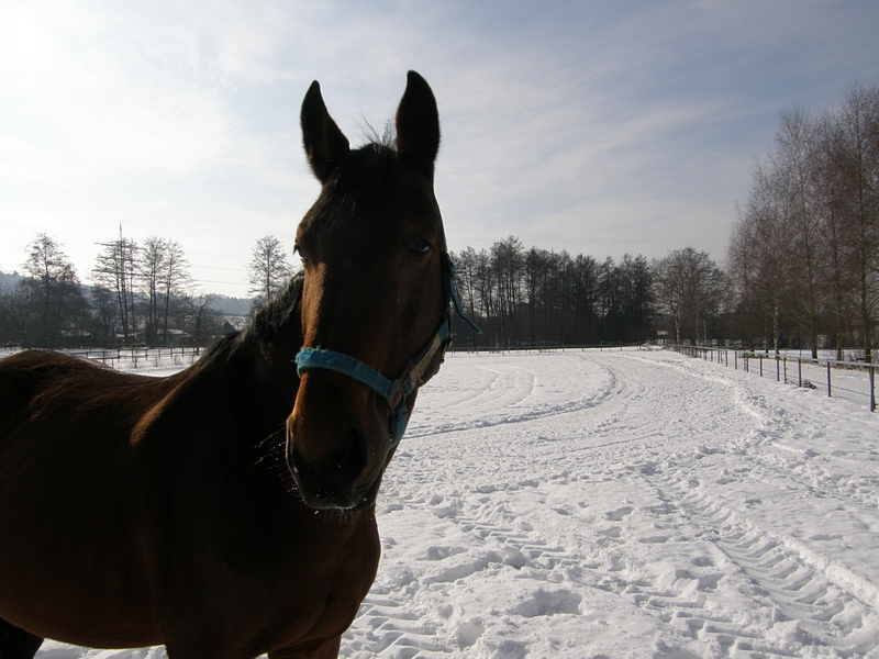 Pferd vor Winterlandschaft