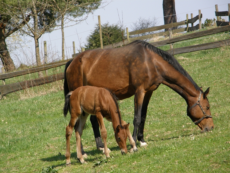 Pferd und Fohlen grasen