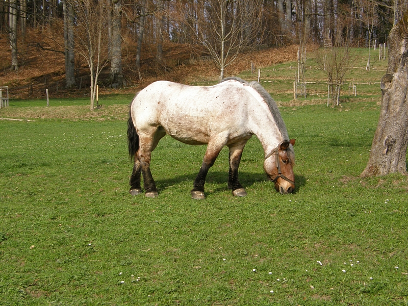 Pferd beim Grasen auf der Wiese