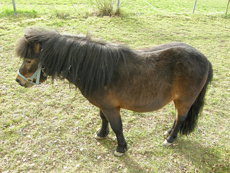 Pony