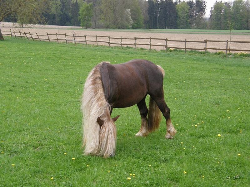 Blondie Pferd